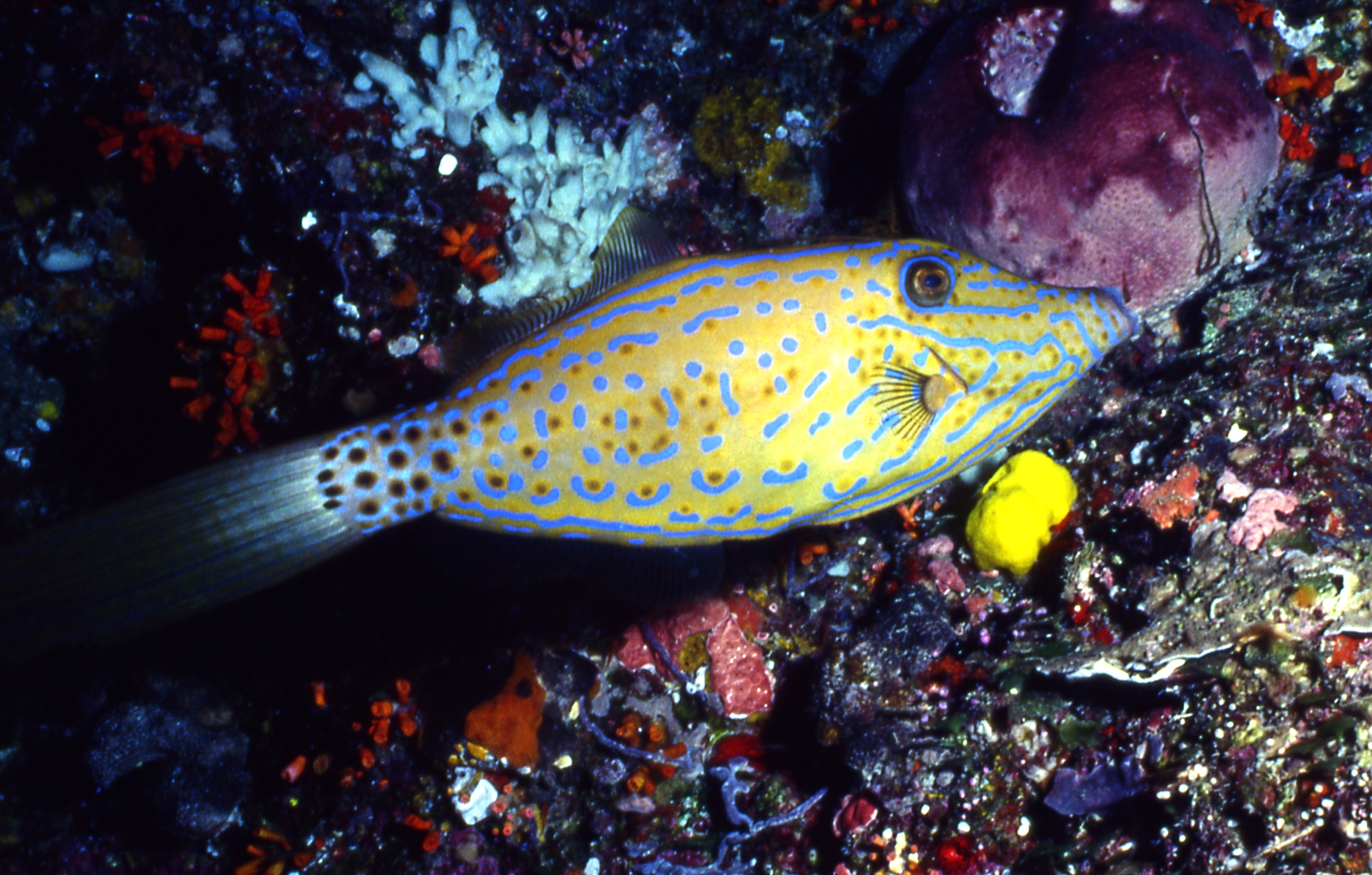 bonaire 99 juvenile fish